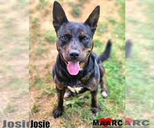 Australian Kelpie-Unknown Mix Dogs for adoption in Maryville, TN, USA