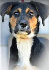 Australian Shepherd Dogs for adoption in Woodside, NY, USA
