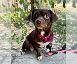 Chiweenie Dogs for adoption in Marina Del Rey, CA, USA
