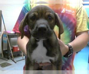 German Shepherd Dog-Unknown Mix Dogs for adoption in Fayetteville, NC, USA