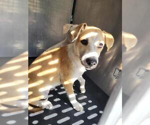 Mutt Dogs for adoption in San Antonio, TX, USA