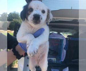 Saint Bernard Dogs for adoption in Morton Grove, IL, USA