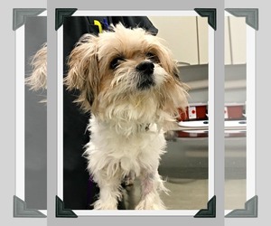 Shih Apso Dogs for adoption in Plymouth, MN, USA