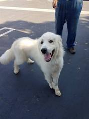 Golden Pyrenees Dogs for adoption in Long Beach, CA, USA