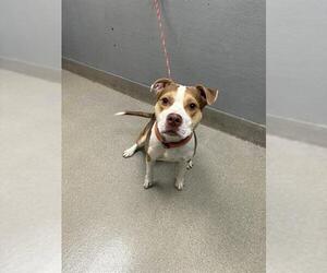 American Pit Bull Terrier-Unknown Mix Dogs for adoption in Las Vegas, NV, USA
