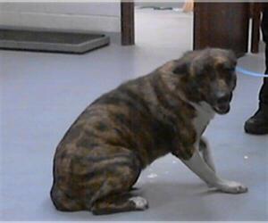 Labrador Retriever-Unknown Mix Dogs for adoption in Fayetteville, NC, USA