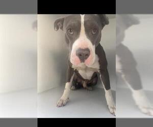 Medium Photo #1 Mutt Puppy For Sale in Houston, TX, USA