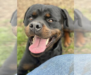 Rottweiler Dogs for adoption in Petaluma, CA, USA
