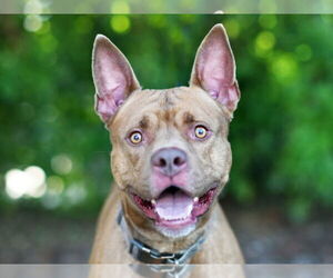 American Pit Bull Terrier Dogs for adoption in Tavares, FL, USA