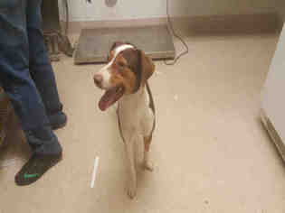 Lab-Pointer Dogs for adoption in Bakersfield, CA, USA