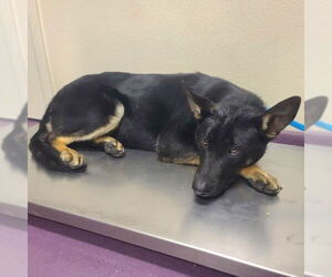 German Shepherd Dog Dogs for adoption in Long Beach, CA, USA