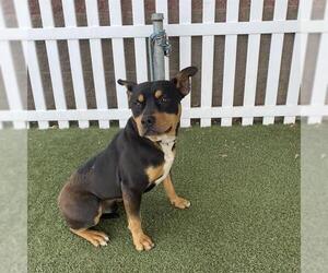 American Pit Bull Terrier-Unknown Mix Dogs for adoption in Modesto, CA, USA