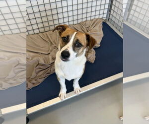 Pembroke Welsh Corgi-Unknown Mix Dogs for adoption in Chico, CA, USA