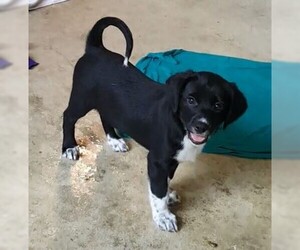 Border Collie Dogs for adoption in Fayetteville, TN, USA