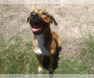 Treeing Walker Coonhound Dogs for adoption in Gainesville, FL, USA