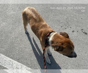 Anatolian Shepherd-German Shepherd Dog Mix Dogs for adoption in Ocala, FL, USA