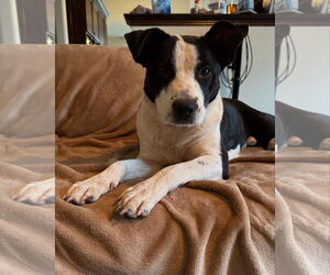 Mutt Dogs for adoption in Doylestown, PA, USA