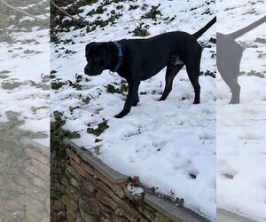 Boxador Dogs for adoption in Sykesville, MD, USA