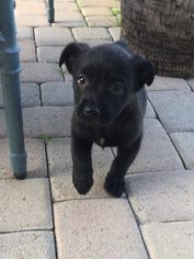 Pomeranian Dogs for adoption in Phoenix , AZ, USA