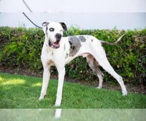 Great Dane Dogs for adoption in El Cajon, CA, USA