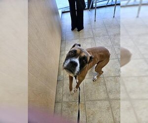Medium Photo #1 Boxer Puppy For Sale in Norfolk, VA, USA
