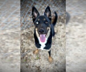 Australian Kelpie-German Shepherd Dog Mix Dogs for adoption in Pleasanton, TX, USA