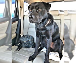 Mutt Dogs for adoption in Rutherfordton, NC, USA