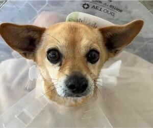 Chihuahua-Unknown Mix Dogs for adoption in Ventura, CA, USA