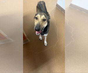 German Shepherd Dog-Unknown Mix Dogs for adoption in Ball Ground, GA, USA