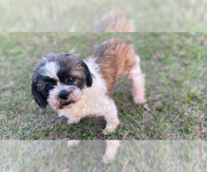 Shih Tzu Dogs for adoption in oakland, FL, USA