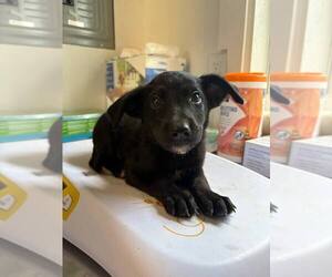 Dachshund-Unknown Mix Dogs for adoption in Bolivar, MO, USA