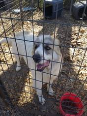 Small Great Pyrenees