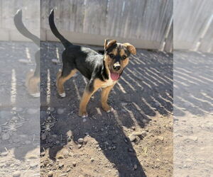 Shepradors Dogs for adoption in Williamsburg, NM, USA