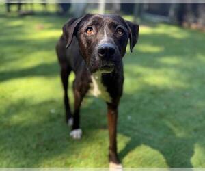 Mutt Dogs for adoption in Raleigh, NC, USA