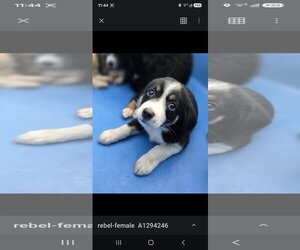Mutt Dogs for adoption in Woodbury, NY, USA