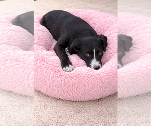Borador Dogs for adoption in Mt. Laurel, NJ, USA