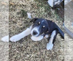 Labrador Retriever-Unknown Mix Dogs for adoption in Conroe, TX, USA