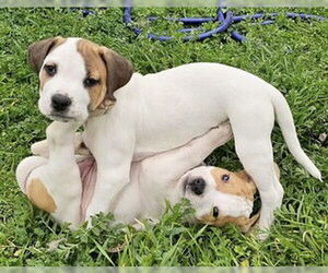 Pointer-Treeing Walker Coonhound Mix Dogs for adoption in Fremont, CA, USA