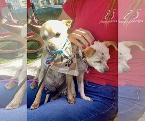 Chihuahua Dogs for adoption in  Ramona, CA, USA