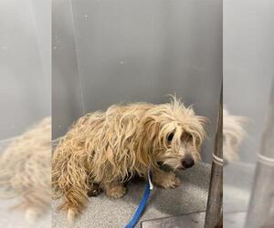 Mutt Dogs for adoption in San Martin, CA, USA