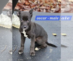 Jack Russell Terrier-Unknown Mix Dogs for adoption in Sheboygan, WI, USA