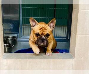 French Bulldog Dogs for adoption in Orange, CA, USA