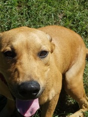 Black Mouth Cur Dogs for adoption in Williston, FL, USA
