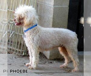 Poodle (Miniature) Dogs for adoption in Lindsay, CA, USA