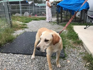 Labrador Retriever-Unknown Mix Dogs for adoption in JAMESTOWN, TN, USA