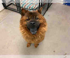 Chow Chow Dogs for adoption in Brighton, CO, USA
