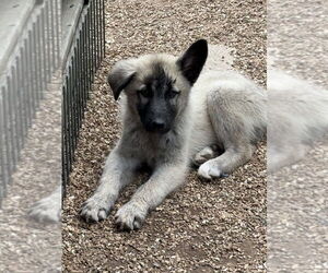 Pyrenees Husky Dogs for adoption in Bolivar, MO, USA
