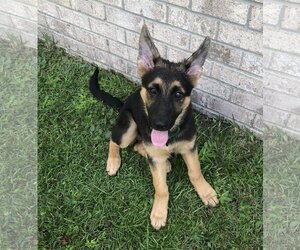 German Shepherd Dog Dogs for adoption in Rocky Point, NC, USA