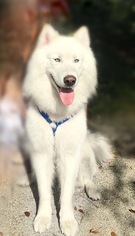 Samoyed-Siberian Husky Mix Dogs for adoption in Jupiter, FL, USA