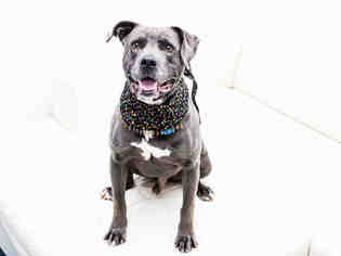 Staffordshire Bull Terrier Dogs for adoption in Hampton Bays, NY, USA